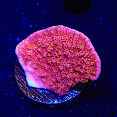 Reeftech Starburst Montipora Cap Coral