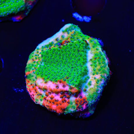 TSA Danger Zone Montipora Coral