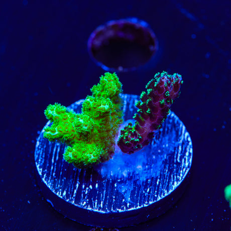 TSA Double Trouble Pocillopora Coral