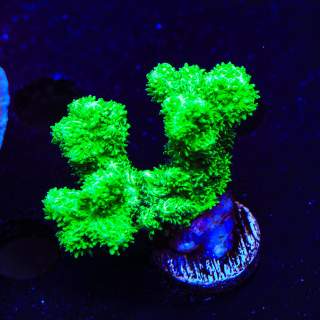 Neon Green Branching Hydnophora XL Frag Coral