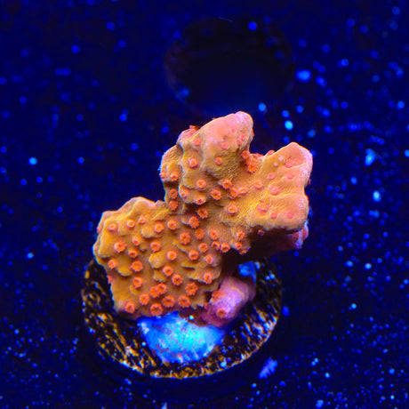 TSA Orange Peel Setosa Montipora Coral