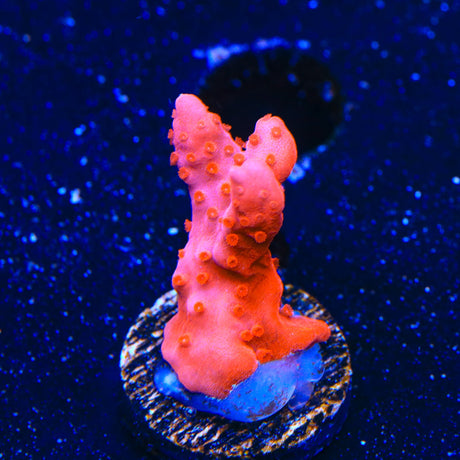 Red Setosa Montipora Coral