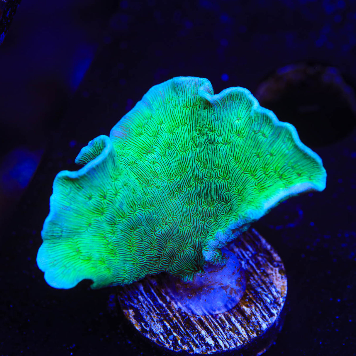 ORA Mint Pavona Coral