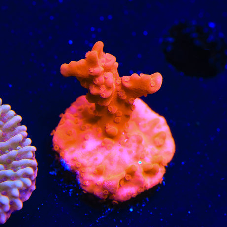 Red Setosa Montipora Coral