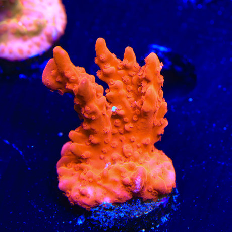 Red Setosa Montipora Coral