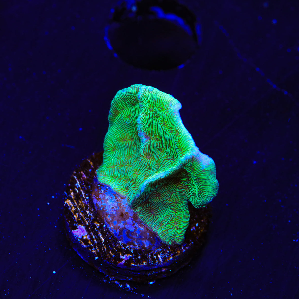 ORA Mint Pavona Coral - Top Shelf Aquatics
