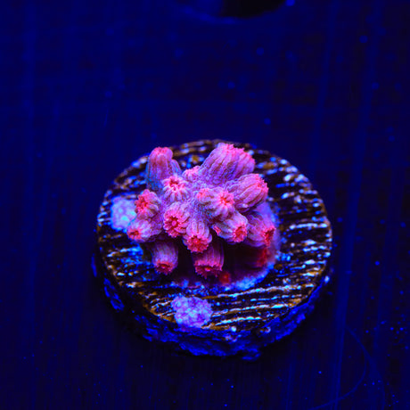 Pink Branching Cyphastrea Coral