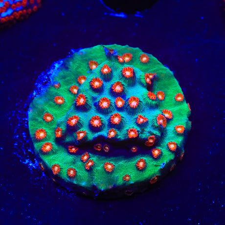 WWC Jingle Bells Cyphastrea Coral