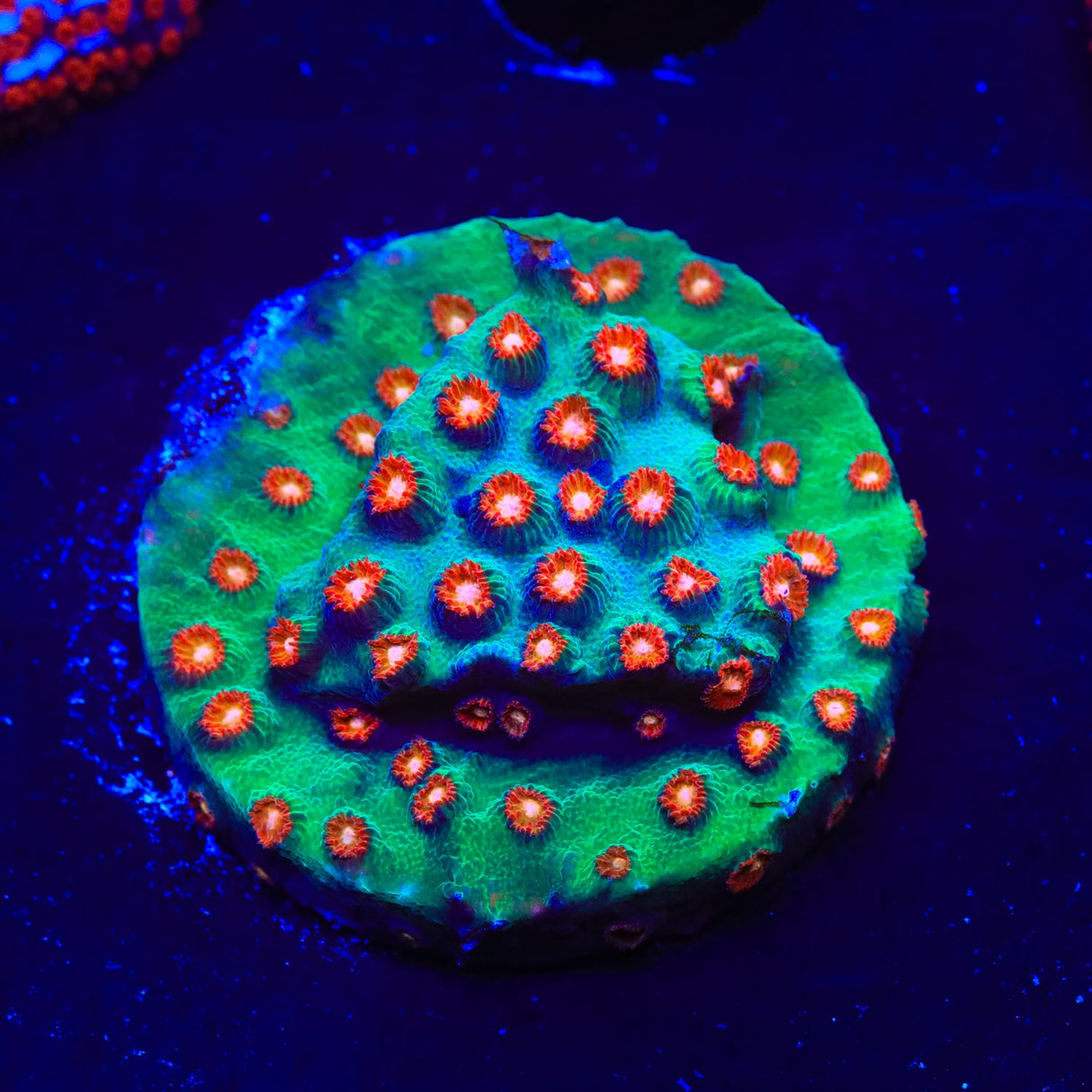 WWC Jingle Bells Cyphastrea Coral