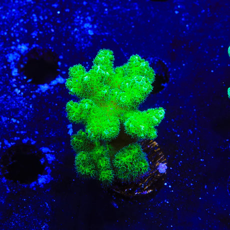 Neon Green Pocillopora Coral