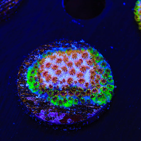WWC Skittles Bomb Cyphastrea Coral