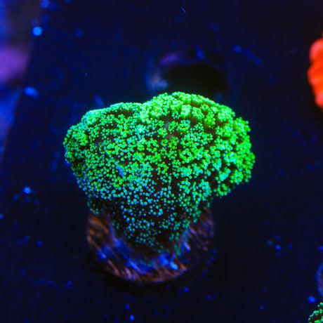 Green Stylophora Coral