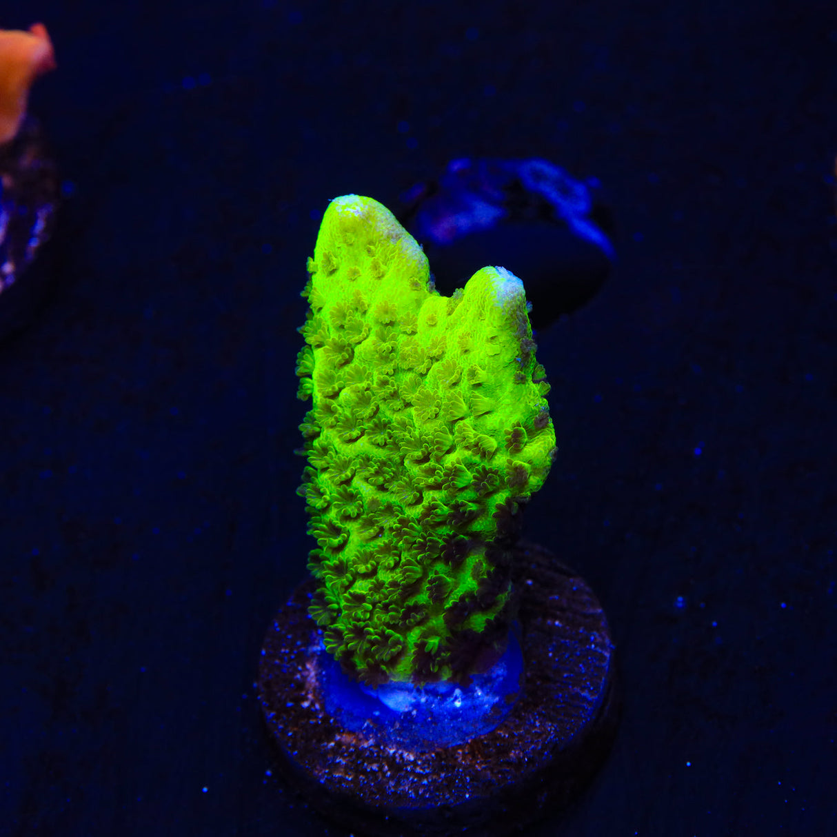 ORA Green Spongodes Montipora Coral - Top Shelf Aquatics