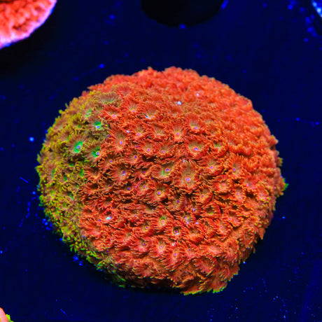 TSA Tropicana Twist Cyphastrea Coral - Top Shelf Aquatics