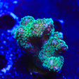 Green Stylophora Coral