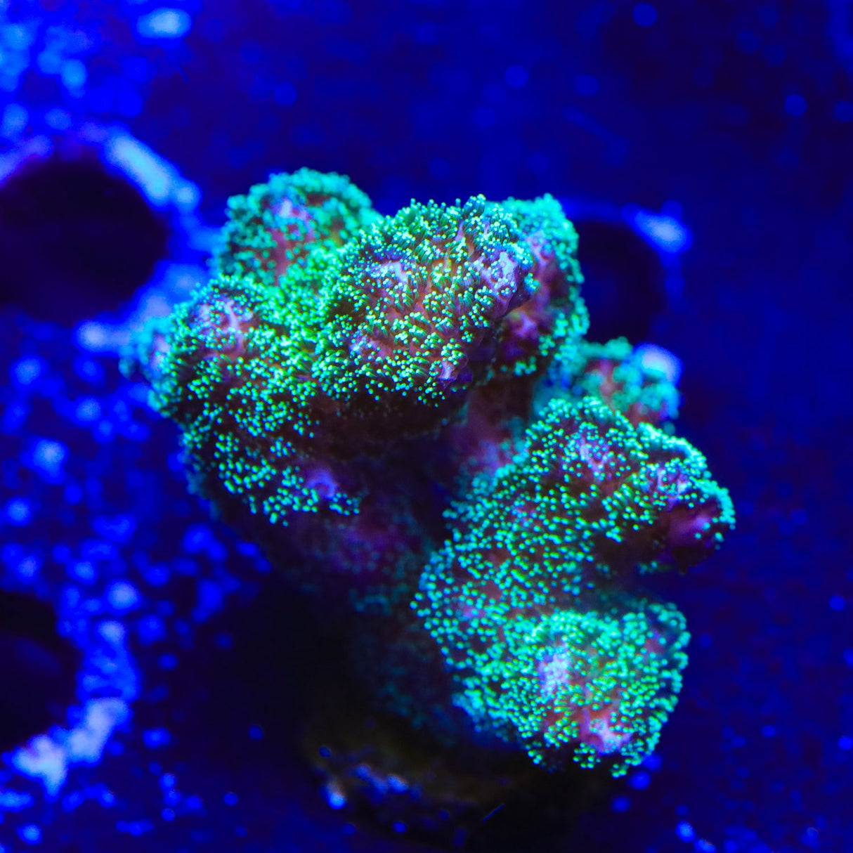 Green Stylophora Coral