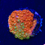 TSA Tropicana Twist Cyphastrea Coral