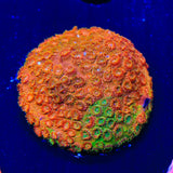 TSA Tropicana Twist Cyphastrea Coral