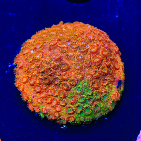 TSA Tropicana Twist Cyphastrea Coral