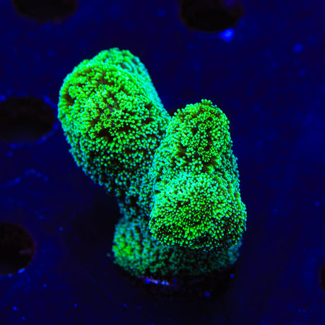 Green Stylophora Coral