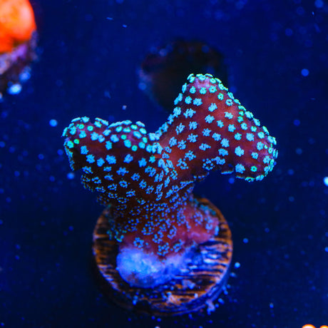 ORA Stellar Stylophora Coral