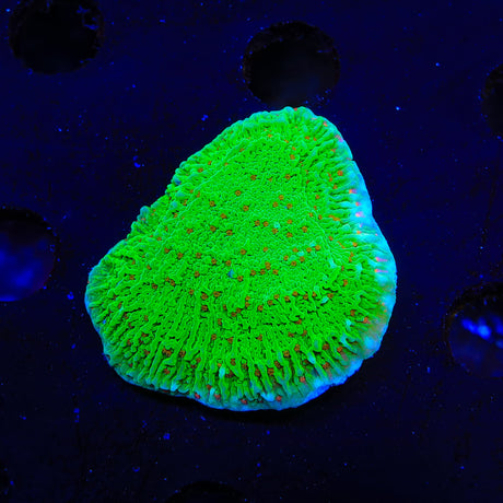 Seasons Greeting Montipora XL Frag Coral