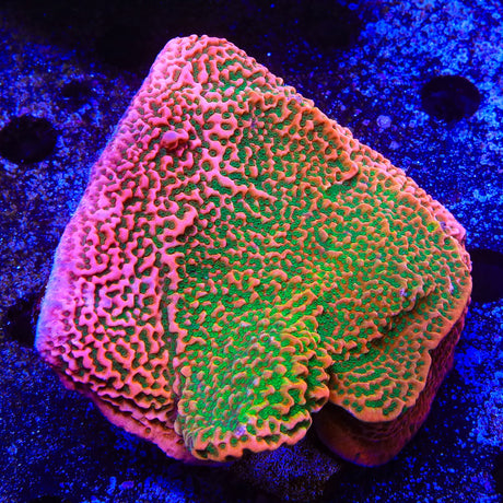 TSA Sugar High Montipora Coral Colony