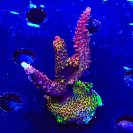 PC Rainbow Acropora Coral