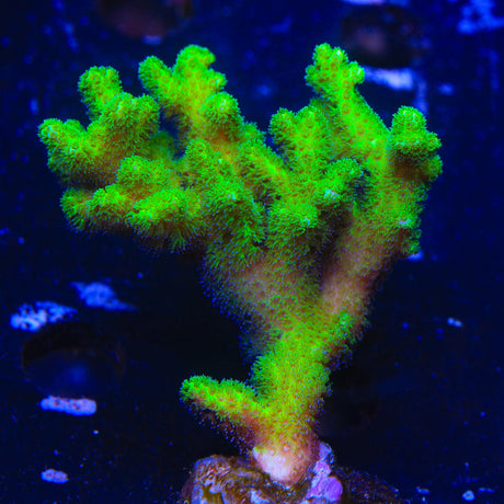 Neon Green Pocillopora Colony Coral