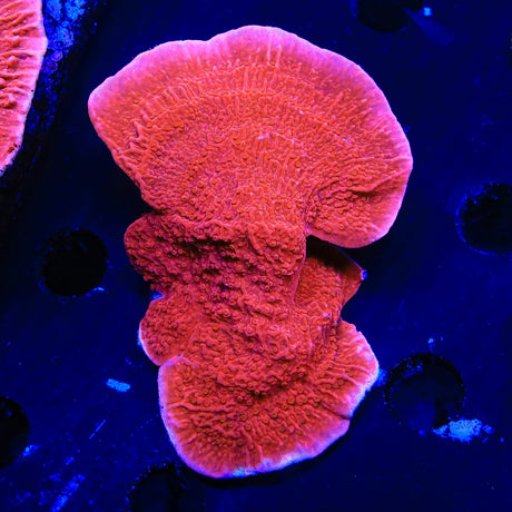 Red Montipora Cap Coral