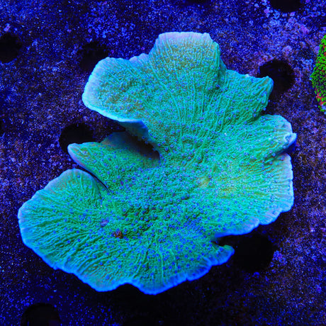 TSA Blueberry Fields Montipora Coral Colony