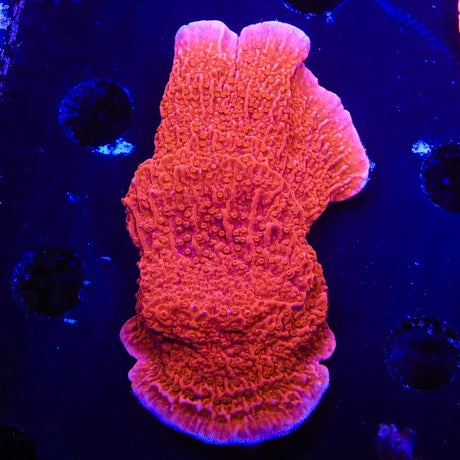 Red Montipora Cap Coral