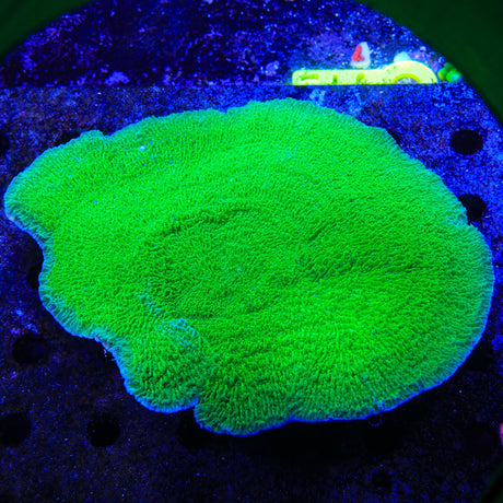 Green Montipora Cap Coral Colony