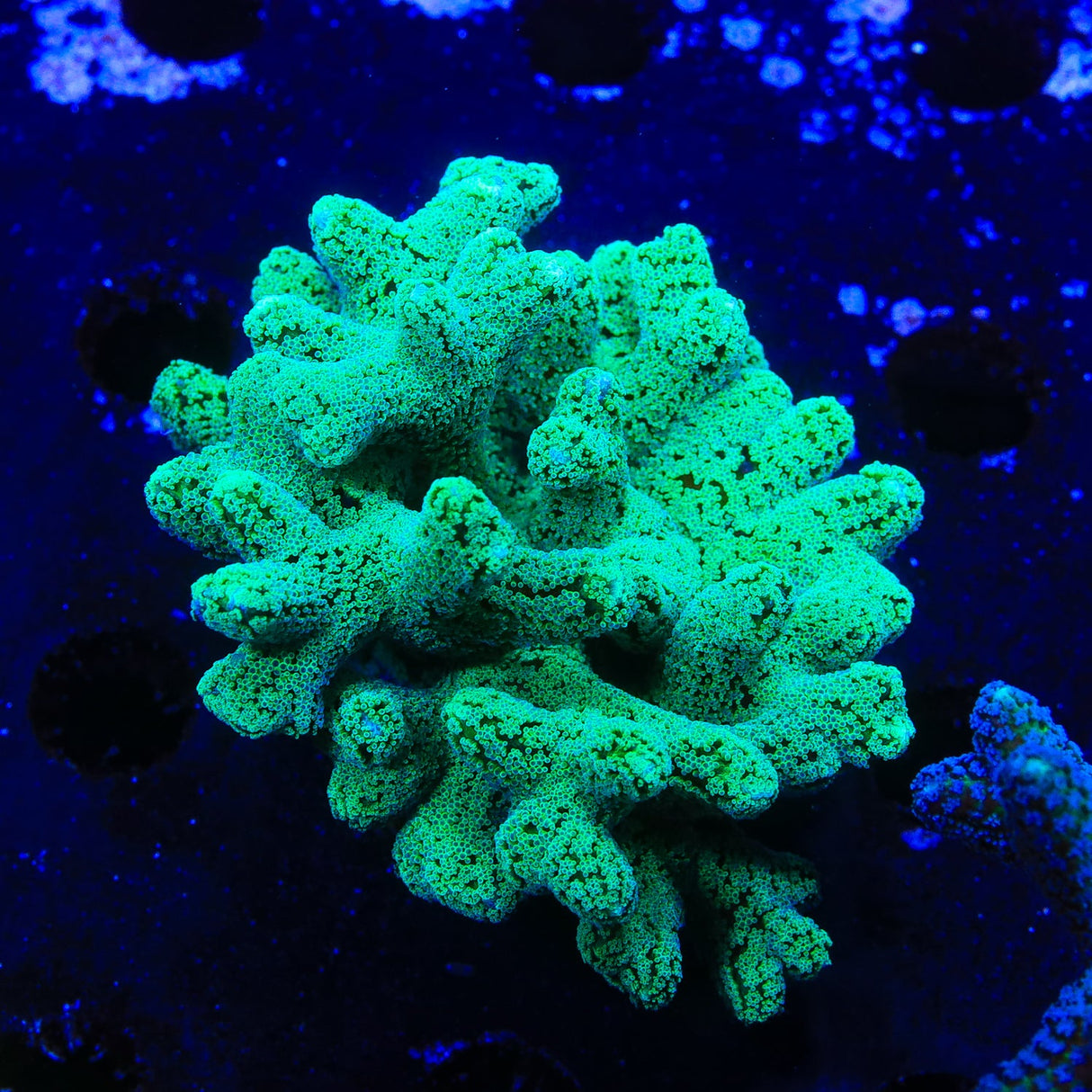 TSA Fuzzy Birdsnest Coral