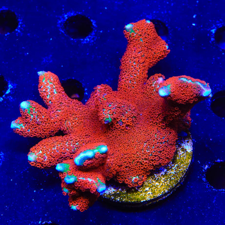 Forest Fire Digitata Montipora Coral Colony