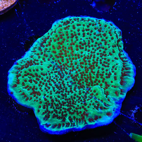 Jedi Mind Trick Montipora Coral Colony