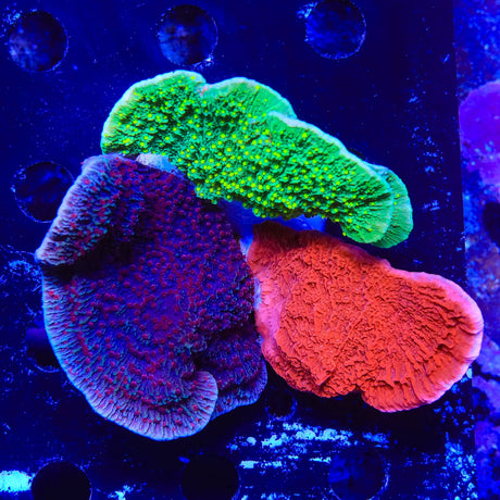 Triple Combo Montipora Colony Coral