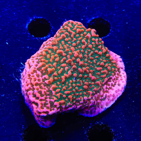 WWC Cherry Tree Montipora Coral