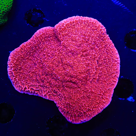 Reeftech Starburst Montipora Cap Coral