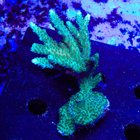 TSA Dan Aykroyd Acropora Coral Colony