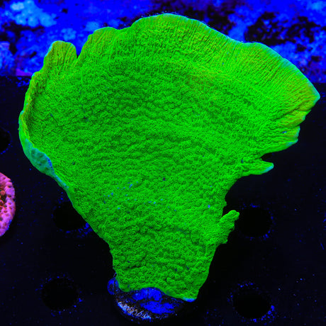 Tyree Toxic Green Aequituberculata Montipora Cap Coral Colony