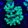 TSA Fuzzy Birdsnest Coral