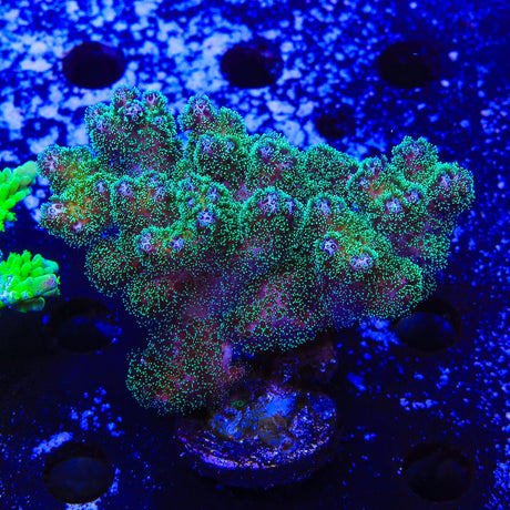 Green Pocillopora Coral