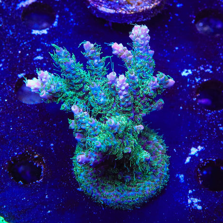 TSA Grape Ape Acropora Coral