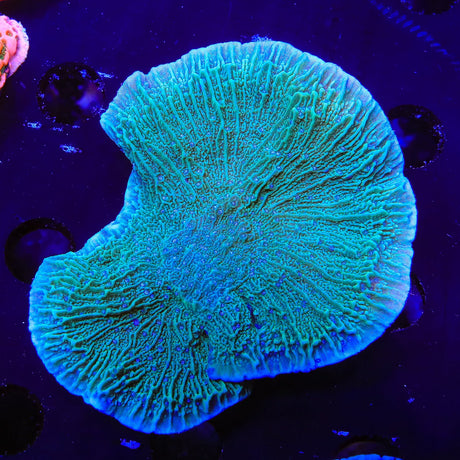 TSA Blueberry Fields Montipora Coral