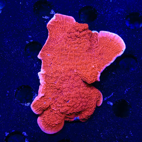 Red Montipora Cap Colony Coral