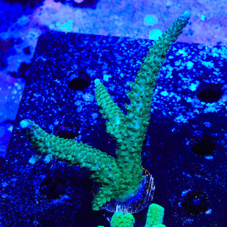 TSA Aquamarine Acropora Coral