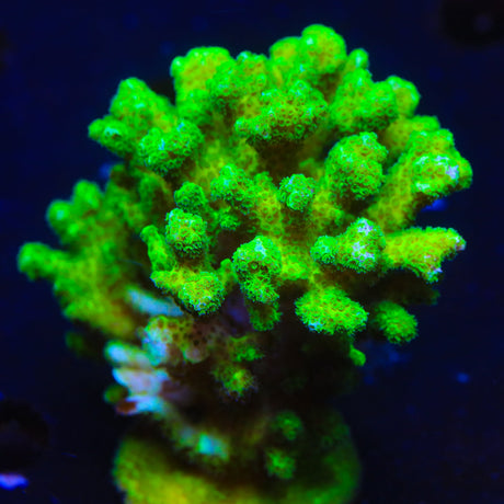 Neon Green Pocillopora Colony Coral