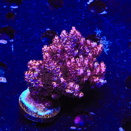 TSA Fruity Pebbles Acropora Colony Coral