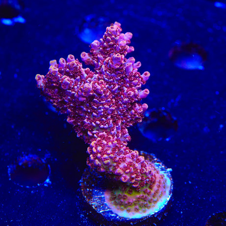 TSA Fruity Pebbles Acropora Coral